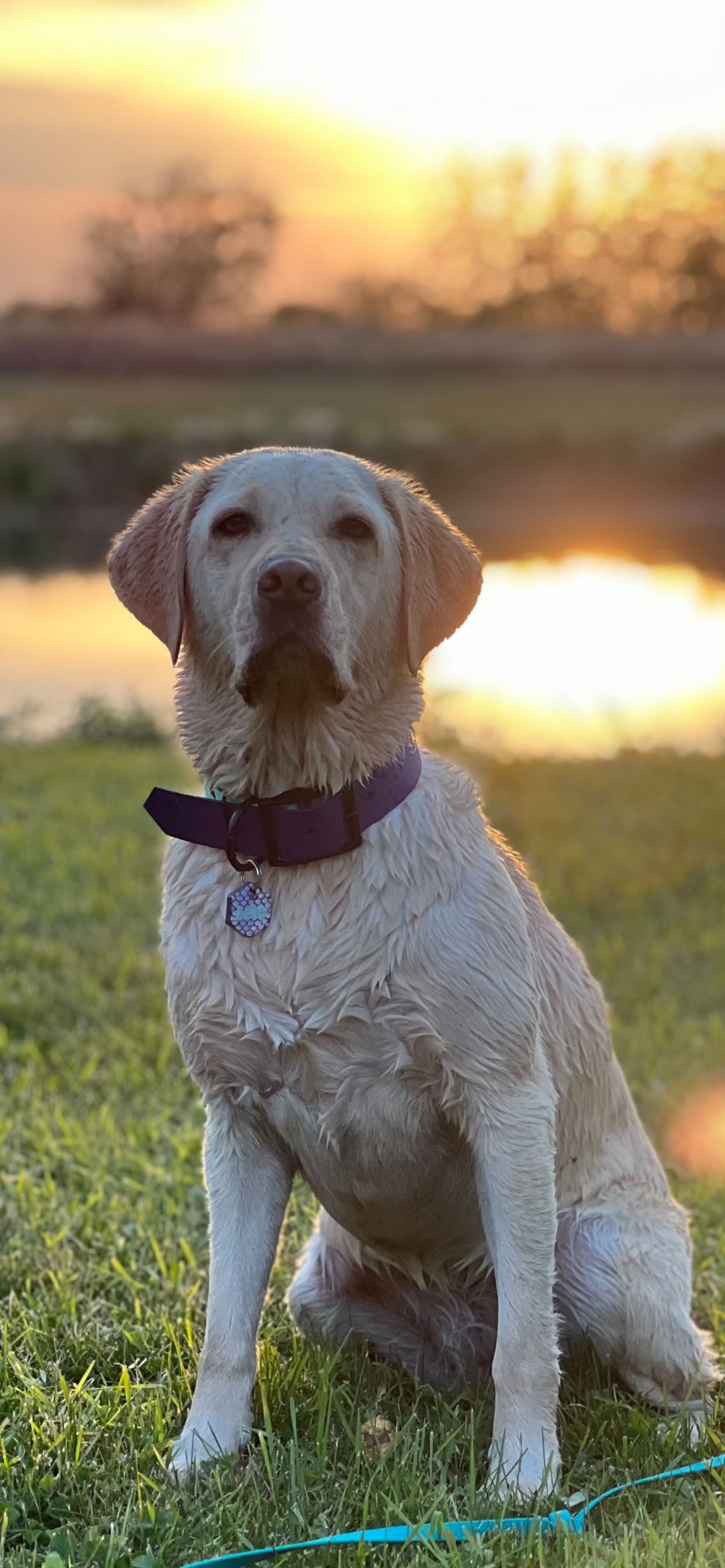 Custom Resin Dog Tags